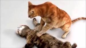 Cat Performing CPR on Cat Stuffed Anilmal